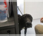 Small Labrador Retriever