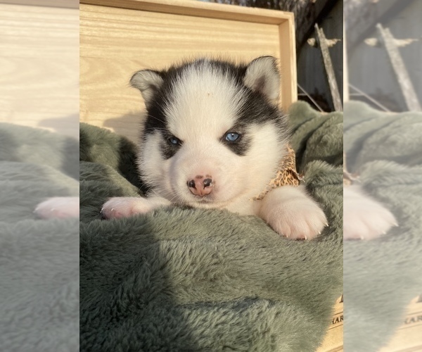 Medium Photo #1 Siberian Husky Puppy For Sale in COBDEN, IL, USA