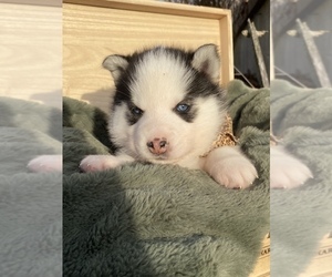 Siberian Husky Puppy for Sale in COBDEN, Illinois USA