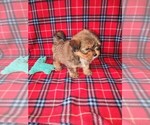 Small #9 Shih Tzu