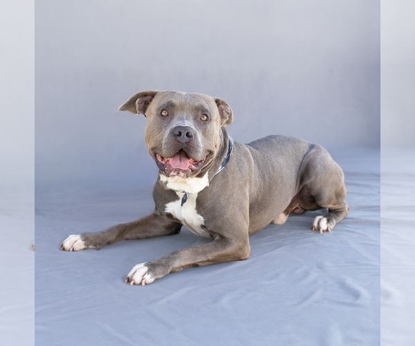 Medium Photo #2 American Pit Bull Terrier Puppy For Sale in Pasadena, CA, USA