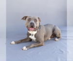 Small #1 American Pit Bull Terrier