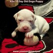 Small #184 Dogo Argentino