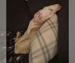 Small #6 Labrador Retriever Mix
