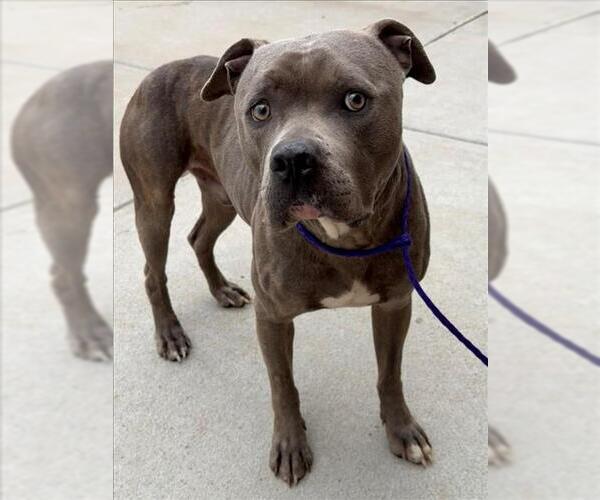 Medium Photo #1 American Pit Bull Terrier-Unknown Mix Puppy For Sale in Tulsa, OK, USA