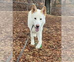 Small #16 Siberian Husky-white german shepherd Mix
