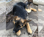 Small Photo #6 German Shepherd Dog Puppy For Sale in CHAMPAIGN, IL, USA
