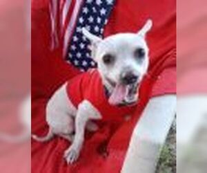 Noveno - Male Chihuahua-Unknown Mix Dog for Adoption - Photo #4