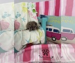 Small #11 French Bulldog