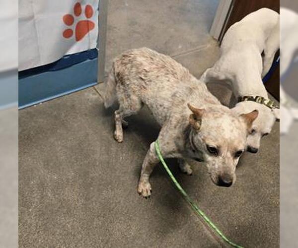 Medium Photo #1 Texas Heeler Puppy For Sale in Houston, TX, USA