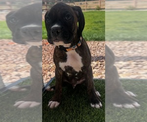 Medium Boxer