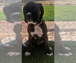 Puppy Puppy 5 Boxer