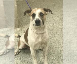 Anatolian Shepherd-Unknown Mix Dogs for adoption in Conroe, TX, USA