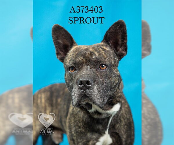 Medium Photo #2 Mutt Puppy For Sale in Stockton, CA, USA