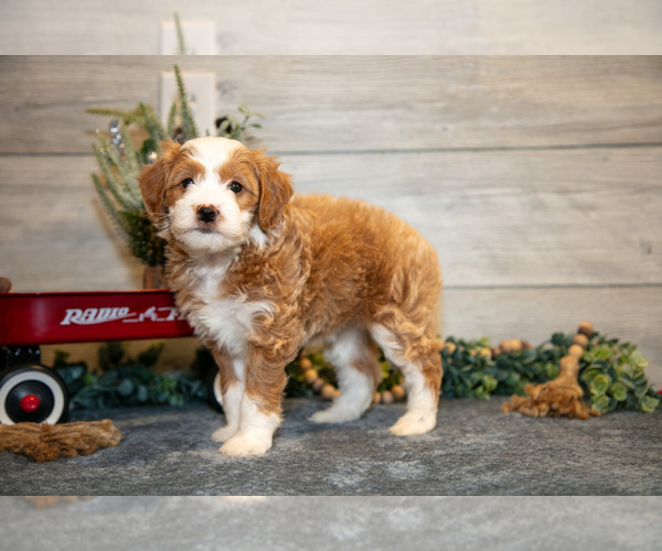 Medium Photo #2 Goldendoodle (Miniature) Puppy For Sale in MIDDLEBURY, IN, USA