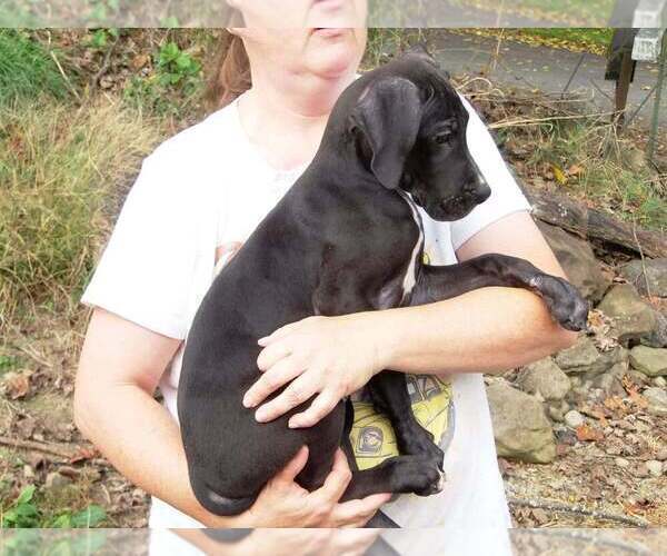 Medium Photo #69 Great Dane Puppy For Sale in SPRAGGS, PA, USA