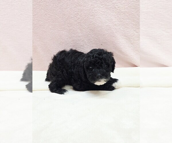 Medium Photo #1 Poodle (Miniature) Puppy For Sale in TAYLOR, TX, USA