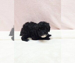 Poodle (Miniature) Puppy for sale in TAYLOR, TX, USA