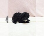 Image preview for Ad Listing. Nickname: king