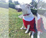 Small Photo #3 Labrador Retriever-Unknown Mix Puppy For Sale in Sanford, FL, USA