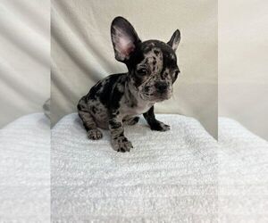 French Bulldog Puppy for sale in CHARLESTON, SC, USA
