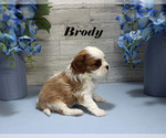 Small #7 Cavalier King Charles Spaniel