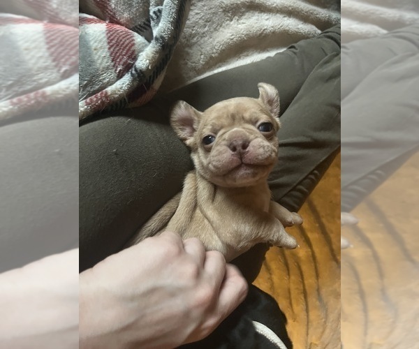 Medium Photo #1 Frenchie Pug Puppy For Sale in BLOOMINGTON, IL, USA