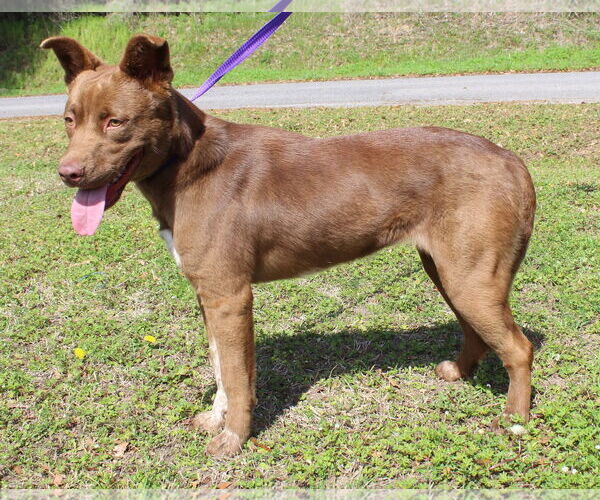 Medium Photo #1 Chocolate Labrador retriever-Unknown Mix Puppy For Sale in Prattville, AL, USA