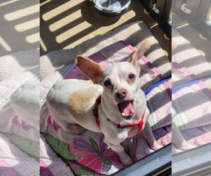 Cain - Male Chihuahua-Unknown Mix Dog for Adoption - Photo #5