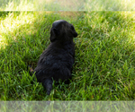 Small #11 Dachshund