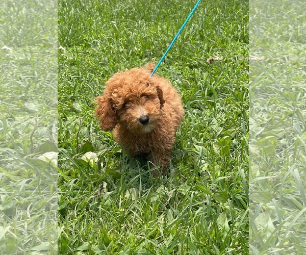 Medium Photo #4 Poodle (Miniature) Puppy For Sale in HOPKINSVILLE/PRINCETON, KY, NH, USA