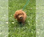 Small #3 Poodle (Miniature)