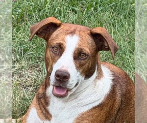 Mutt Dogs for adoption in Canton, CT, USA