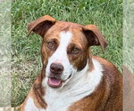 Sassie - Female Mutt Dog for Adoption - Small photo