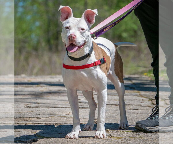 Medium Photo #10 American Staffordshire Terrier-Boxer Mix Puppy For Sale in Huntley, IL, USA