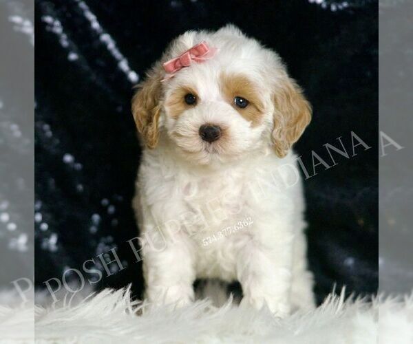 Medium Photo #5 Goldendoodle (Miniature) Puppy For Sale in WARSAW, IN, USA