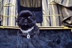 Small Photo #19 Shih Tzu Puppy For Sale in HAYWARD, CA, USA