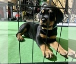 Puppy 3 Rottweiler