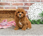 Small #1 Cavapoo (Miniature)