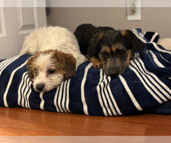 Medium Photo #2 Mutt Puppy For Sale in Aurora, IN, USA