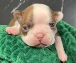 Small Boston Terrier