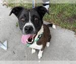 Small #1 Border Collie Mix