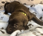 Small Photo #4 Labrador Retriever Puppy For Sale in OLIVE HILL, KY, USA