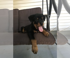 Rottweiler Puppy for sale in INMAN, SC, USA