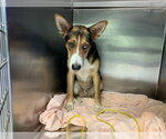 Small Basenji Mix