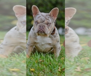 Father of the French Bulldog puppies born on 05/11/2022