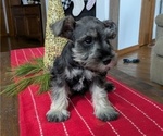 Puppy Baxter Schnauzer (Miniature)