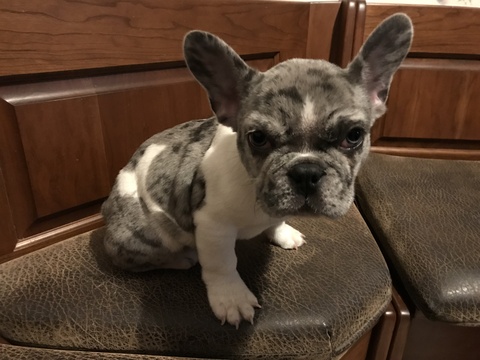 Medium Photo #1 French Bulldog Puppy For Sale in MENTOR, OH, USA