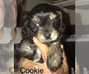 Cavapoo Puppy for Sale in OKLAHOMA CITY, Oklahoma USA