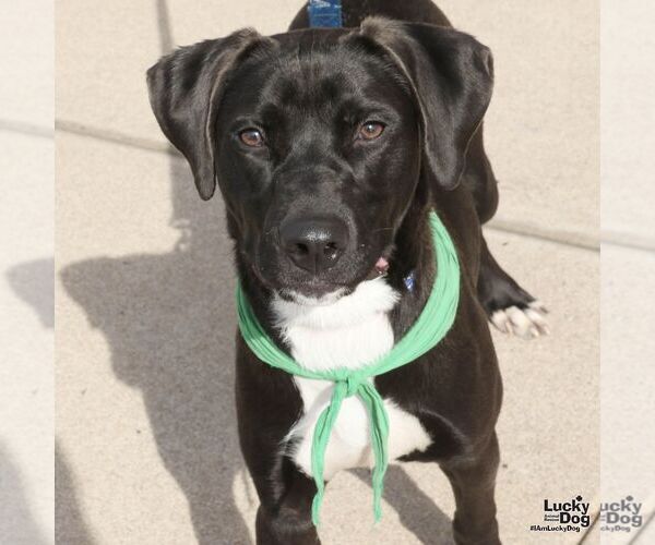 Medium Photo #4 Borador Puppy For Sale in Washington, DC, USA